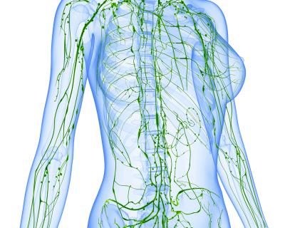 système lymphatique Atelier Malouné